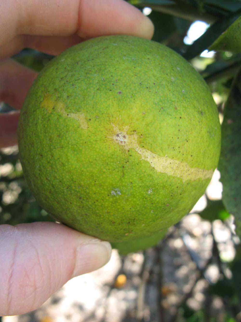              Immature fruit (Winter Haven, FL)       